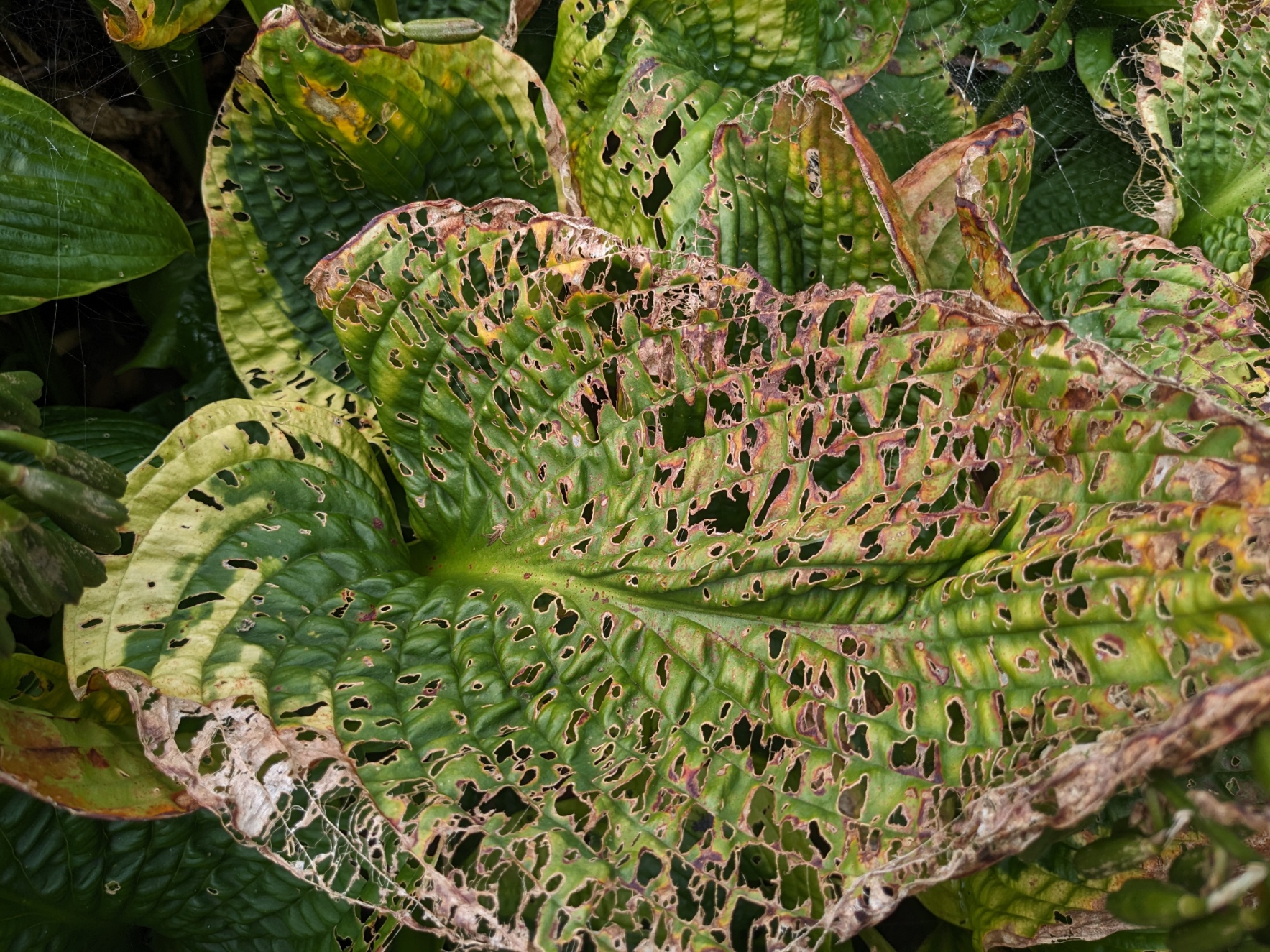 Hostas3