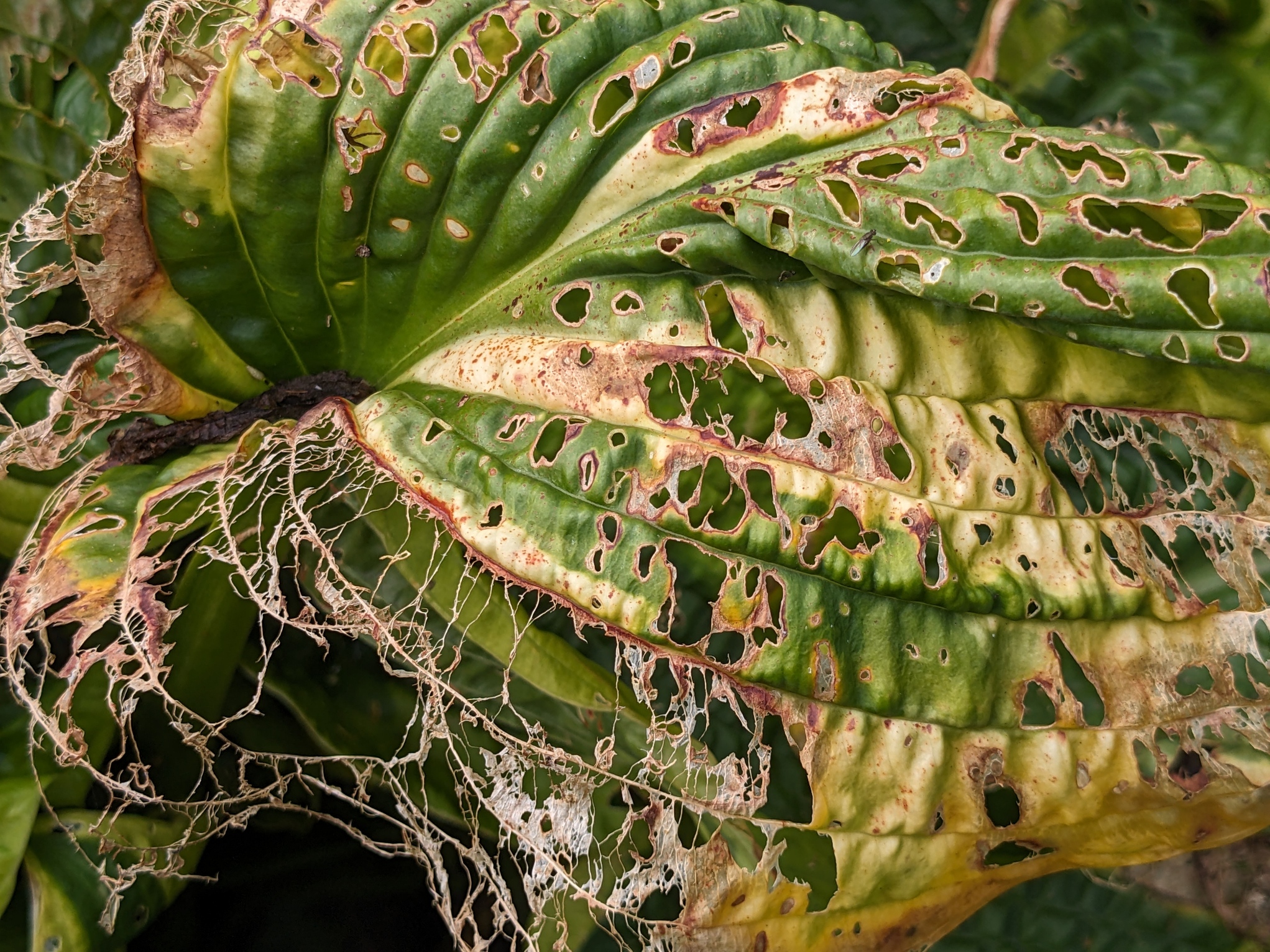 Hostas4