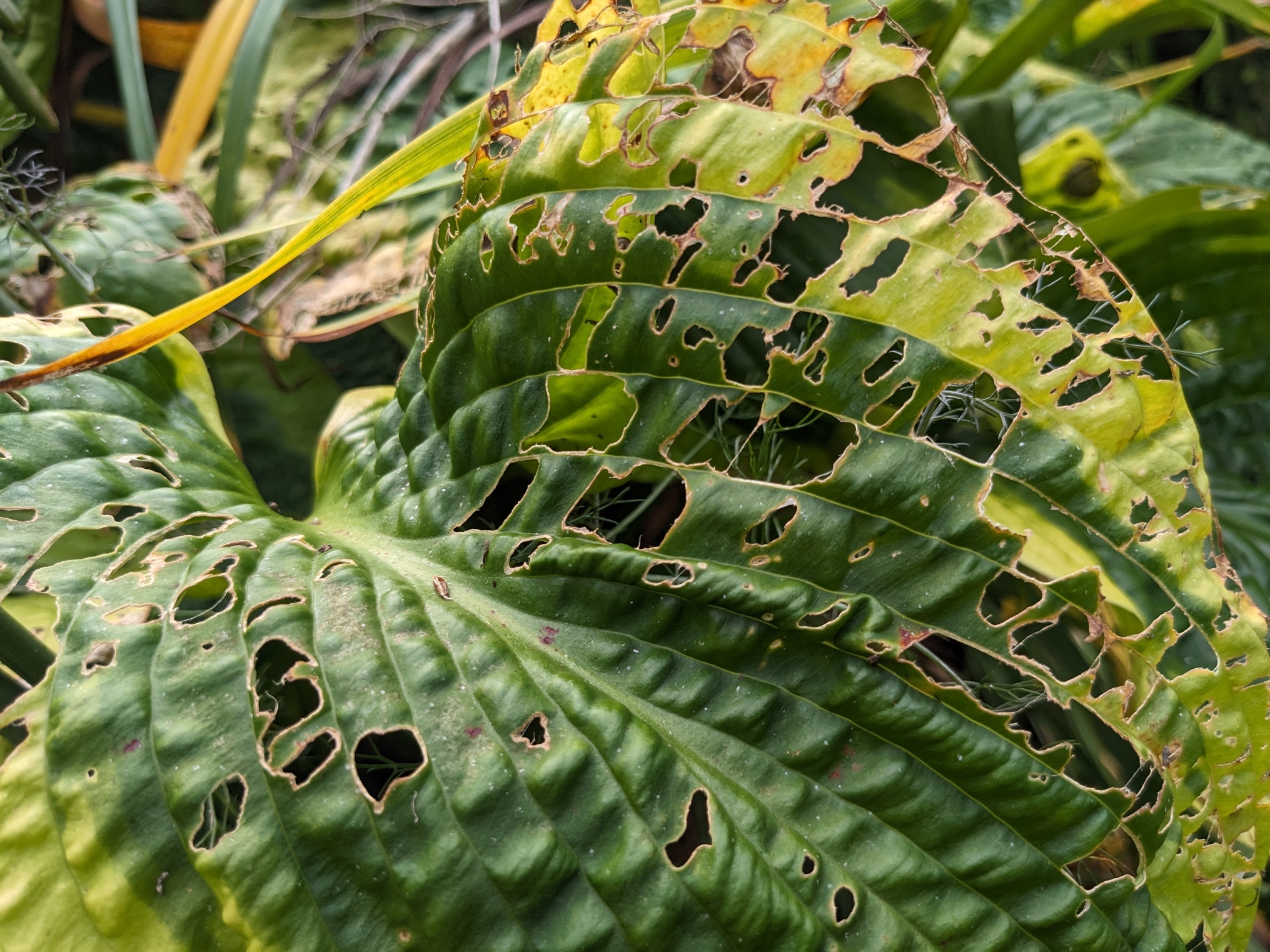Hostas6