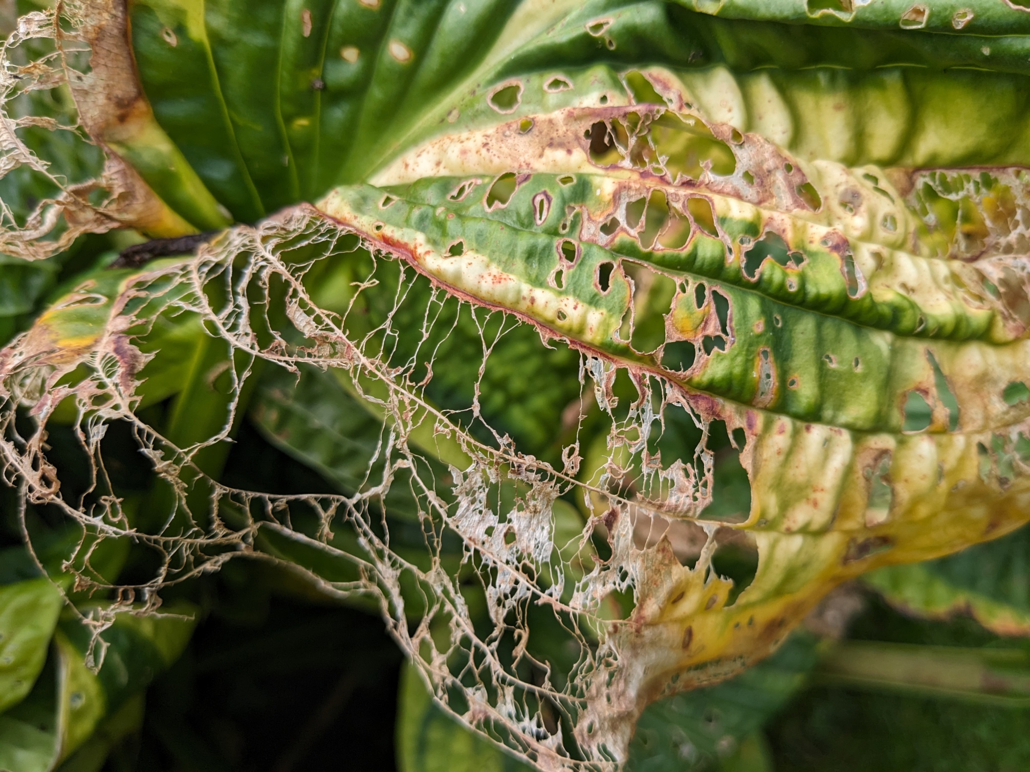 Hostas8