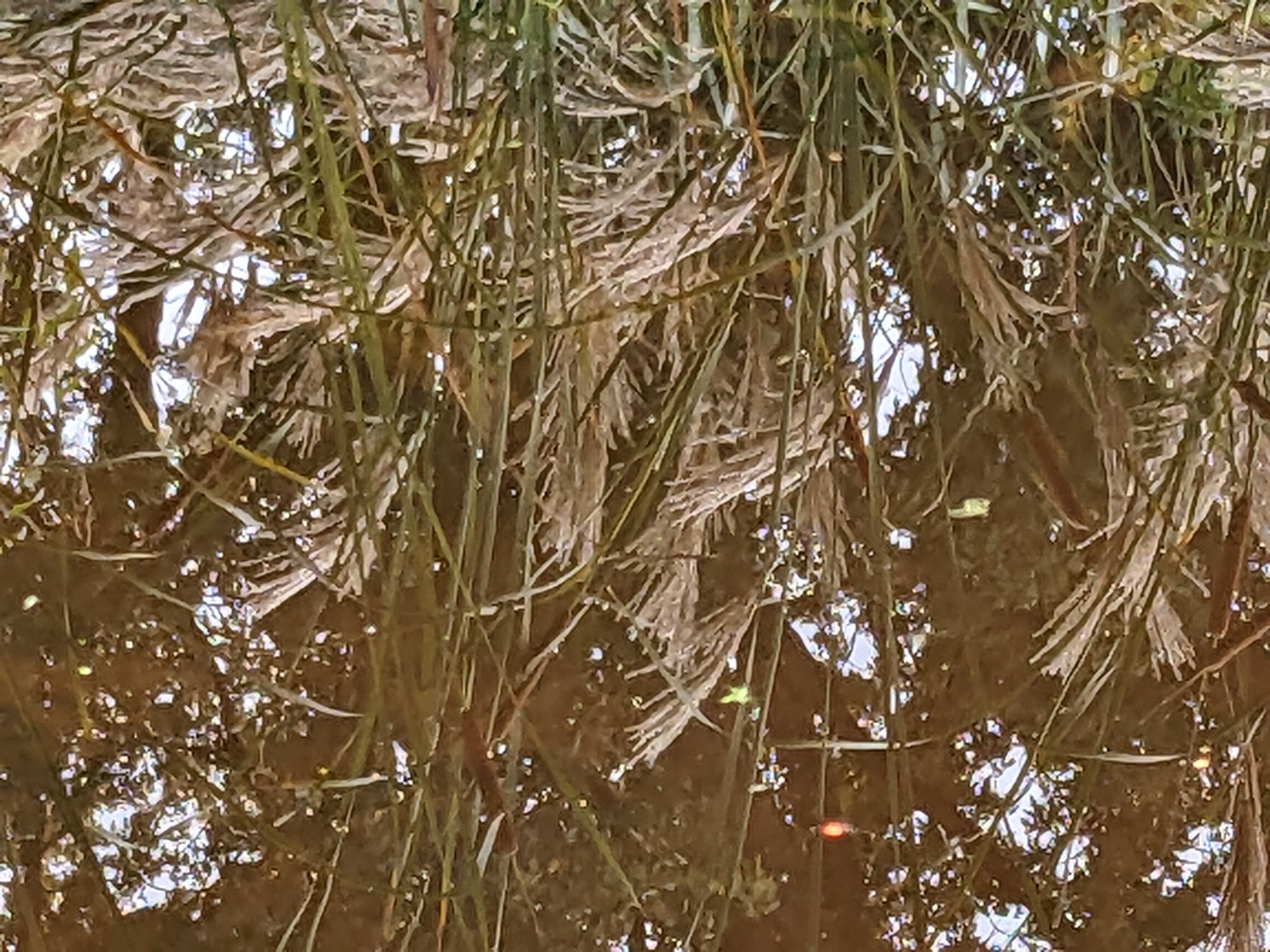 Reed2