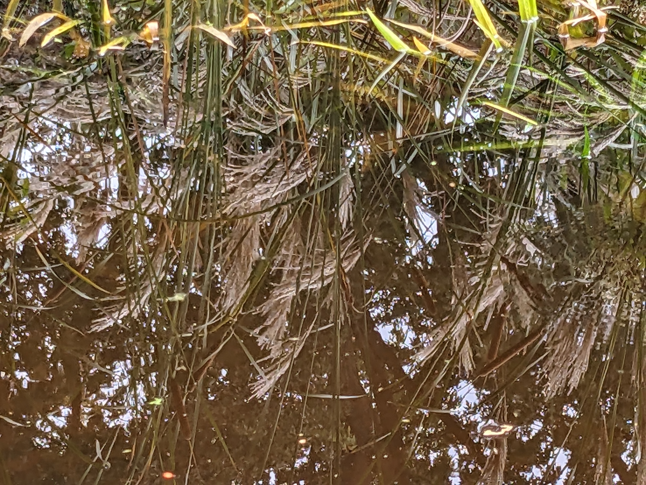 Reed3