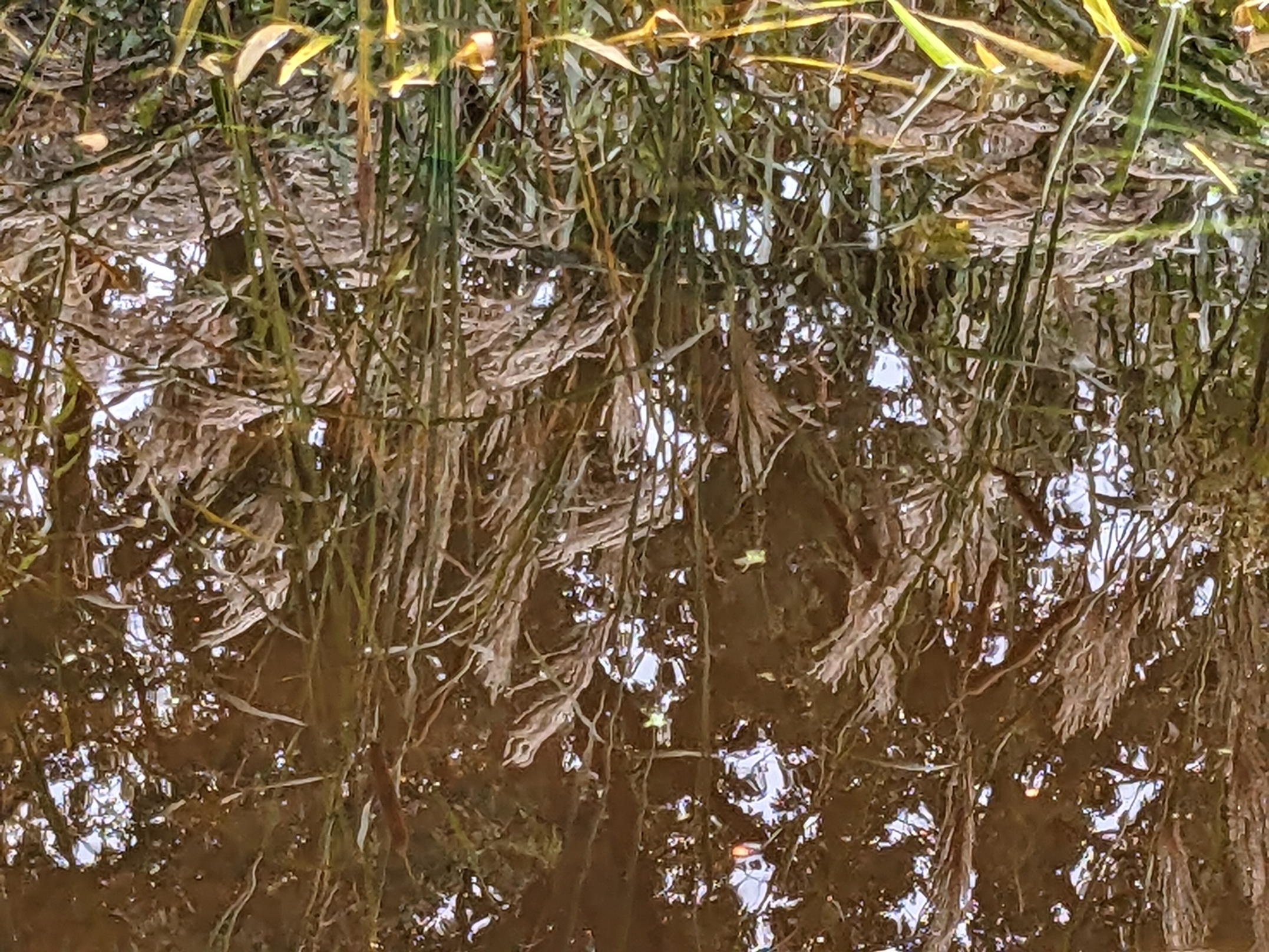 Reed4