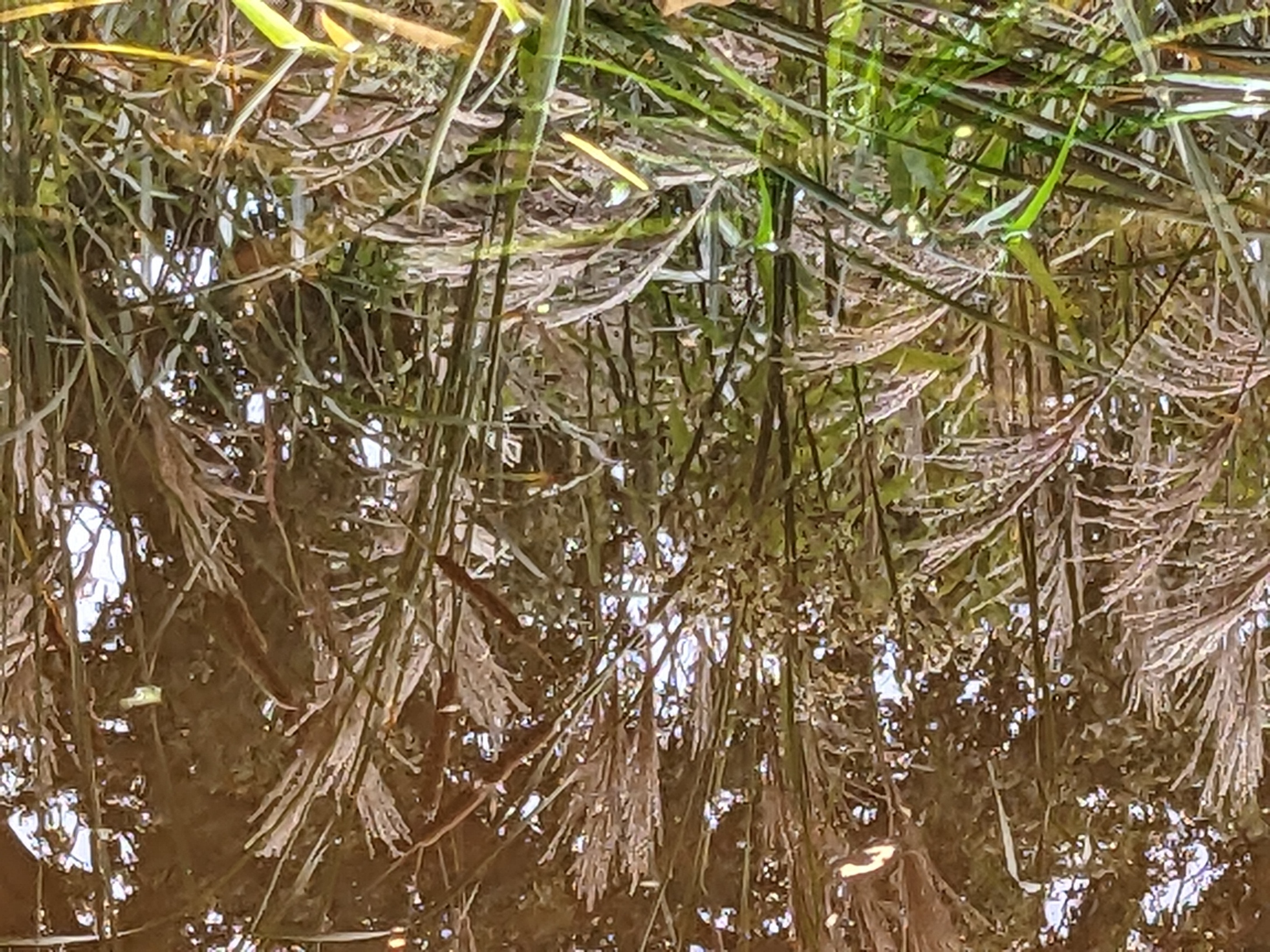 Reed5
